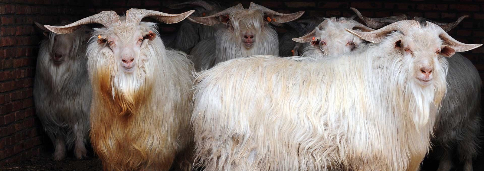 Merino, Kaschmir oder Schurwolle? Die Unterschiede einfach erklärt